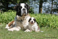 De La Ferme De Terranova, levage de Saint-bernard Poil Long