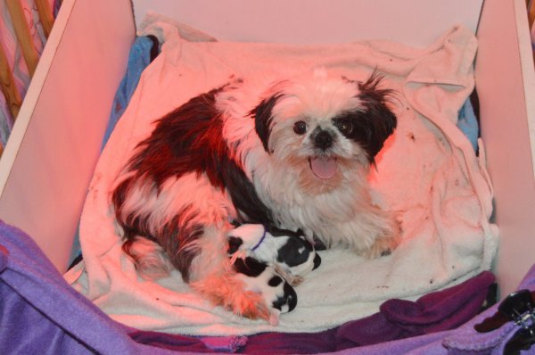 De La Ferme De Terranova, levage de Shih Tzu