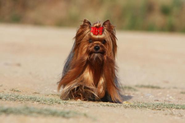 Amberstill, levage de Yorkshire Terrier