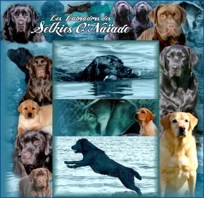 Des Selkies O'naade, levage de Labrador Retriever