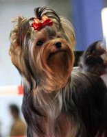 Le Domaine D Elly, levage de Yorkshire Terrier