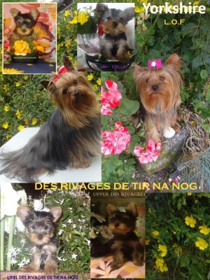 Des Rivages De Tir Na Nog, levage de Yorkshire Terrier