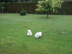 From The Valley Of Lost Souls, levage de Bichon Maltais