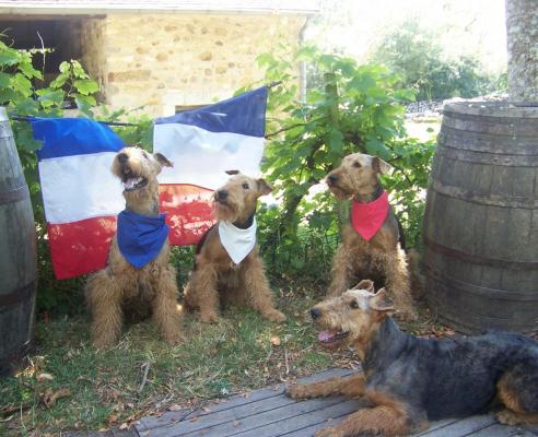 Des Loges De Perruet, levage d'Airedale Terrier