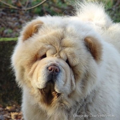 Elevages De Chow Chow En France