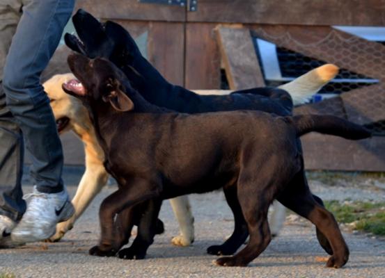 La Lgende De La Loutre, levage de Labrador Retriever