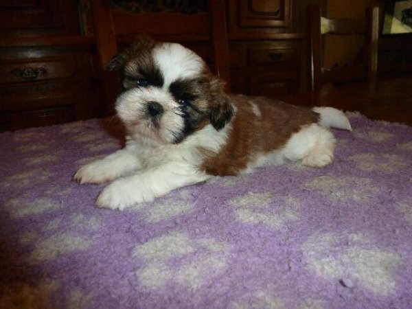 Des Brumes D'aurore, levage de Shih Tzu