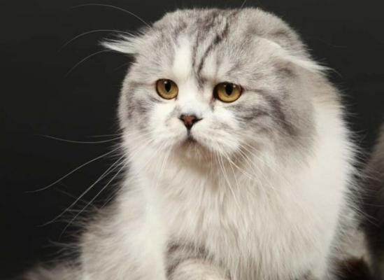 Chatterie Des Tendres Amours, levage de Scottish Fold