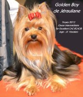 Du Petit Plerin, levage de Yorkshire Terrier