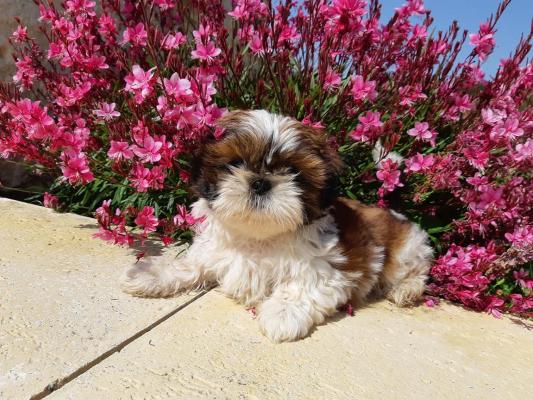 Domaine Le Pin Franc, levage de Shih Tzu