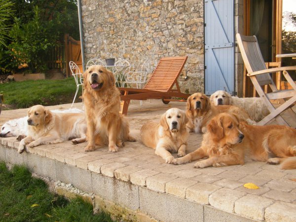 De La Valle Morgane, levage de Golden Retriever