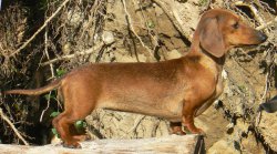 Des Chasseurs Du Temps, levage de Teckel Kaninchen Poil Ras