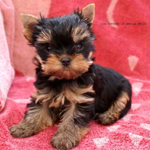 Of American Feeling, levage de Yorkshire Terrier