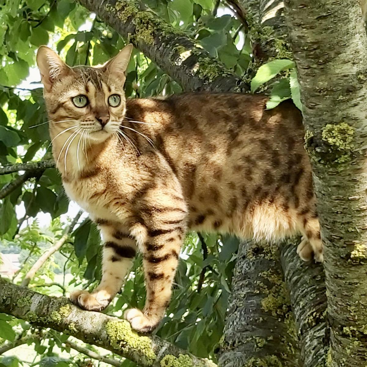 Du Ch Ti Chat Malo Eleveur De Bengal Situe A Saint Sylvestre Cappel Dans Le Departement 59 Nord En France