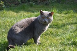 Royaume De Morgane, levage de Chartreux