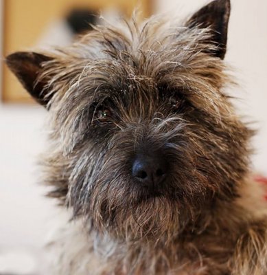 Mas Du Zouave, levage de Cairn Terrier