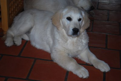 Les Fes Du Dolmen, levage de Golden Retriever