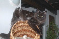 Histoire De Coons, levage de Maine Coon