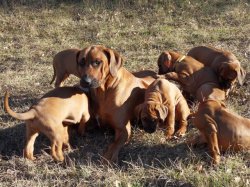 Hells Rhodesian, levage de Rhodesian Ridgeback