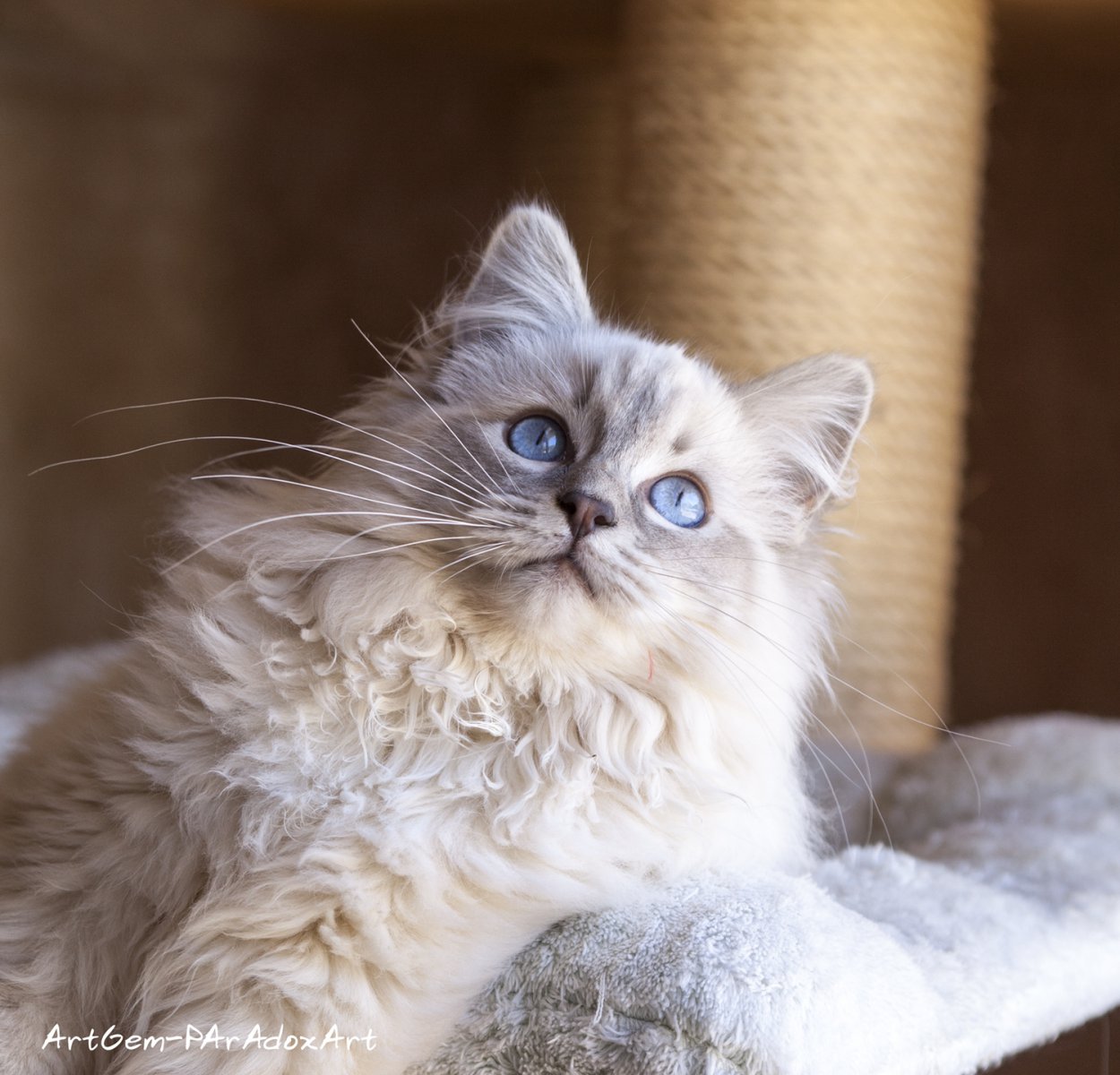 Shubhadas éleveur De Ragdoll Situé à Montauroux Dans Le