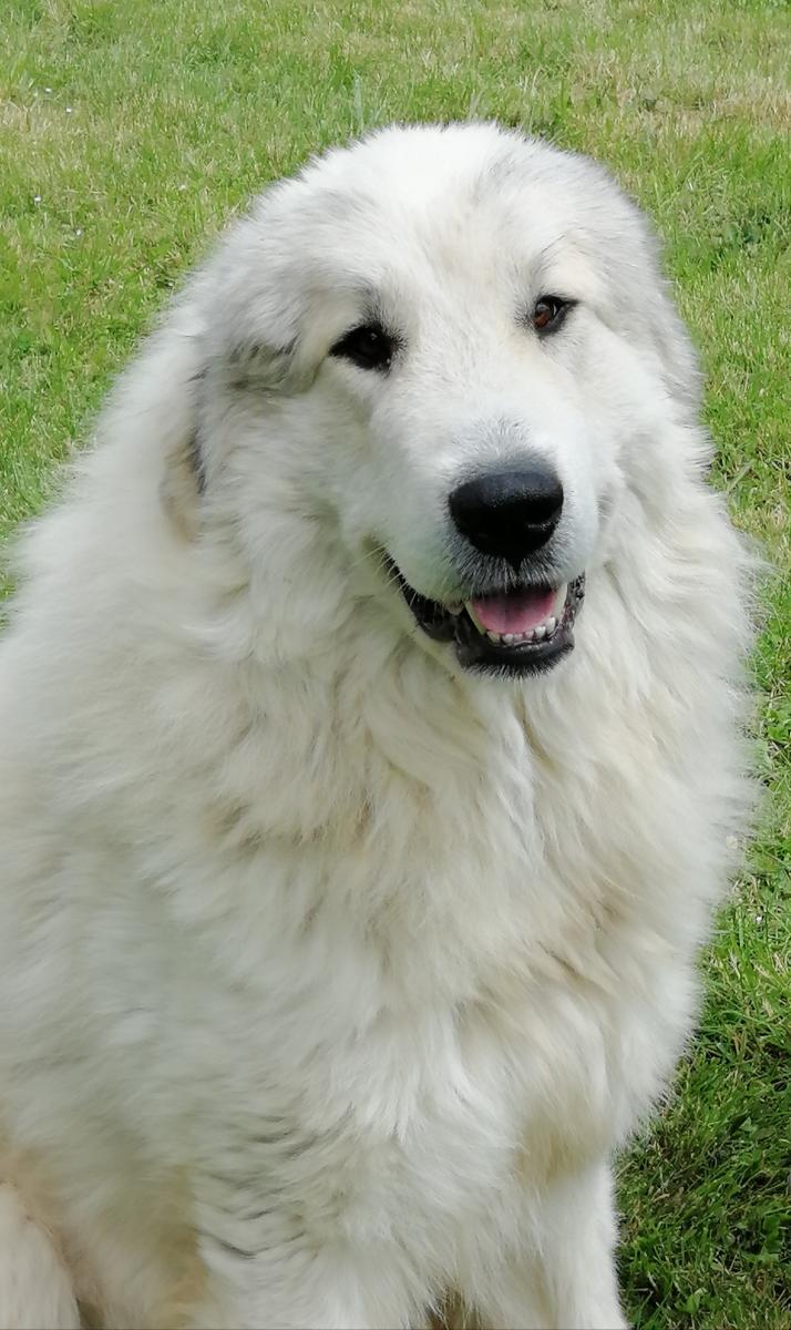 Soum De Matte Du Pla Dadet éleveur De Chien De Montagne