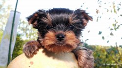 Domaine De Puy Moulin, levage de Yorkshire Terrier