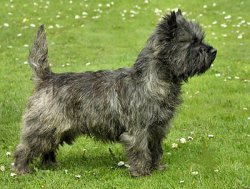 Du Mont De La Chenaie, levage de Cairn Terrier