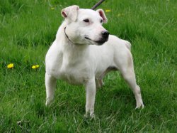 Du Mont De La Chenaie, levage de Jack Russell Terrier