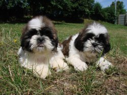 Du Mont De La Chenaie, levage de Shih Tzu