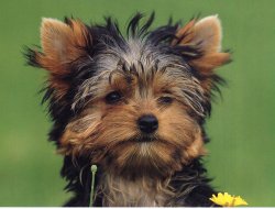 Du Mont De La Chenaie, levage de Yorkshire Terrier