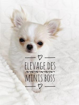 Des Minis Boss, levage de Chihuahua  Poil Long