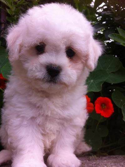 Les Petits Chiens  Malins, levage de Bichon  Poil Fris