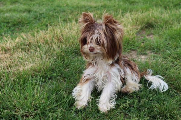 Les Petits Chiens  Malins, levage de Yorkshire Terrier