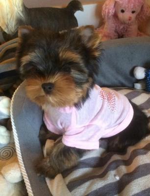 Magicstar, levage de Yorkshire Terrier