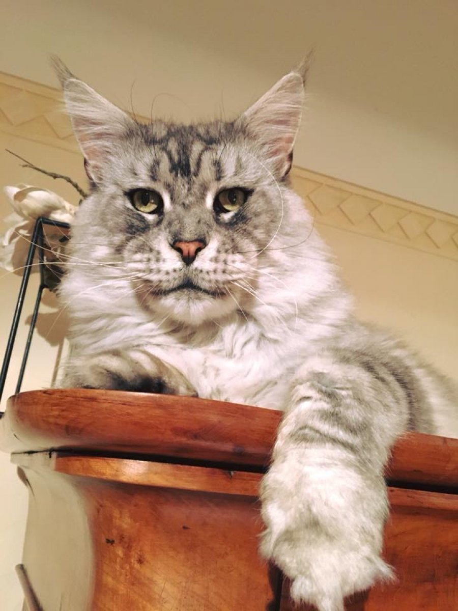 Chatterie Des Sables D Yon Eleveur De Maine Coon Situe A La Roche Sur Yon Dans Le Departement 85 Vendee En France