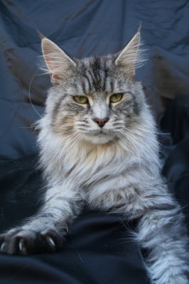 De Fantaisie De Kerma, levage de Maine Coon