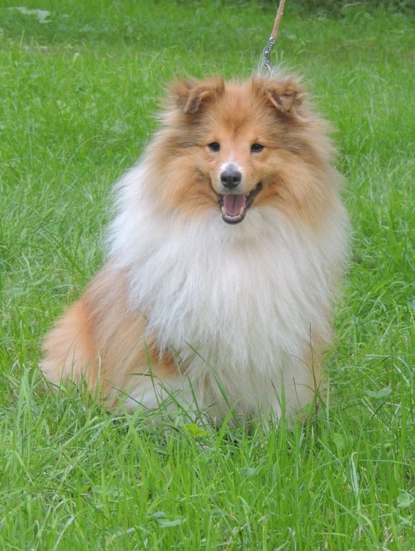 Des Bonnes Bouilles, levage de Chien De Berger Des Shetland