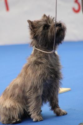 Ti Glaz Mor, levage de Cairn Terrier