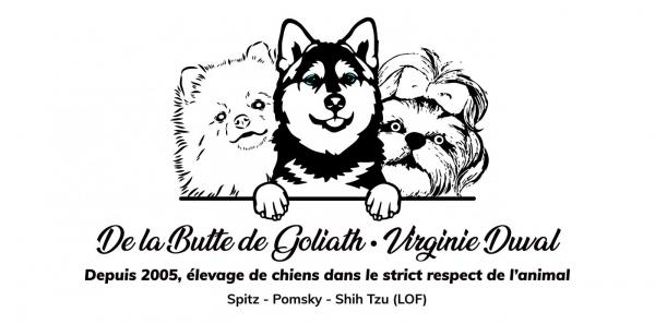 De La Butte De Goliath, levage de Spitz Nain