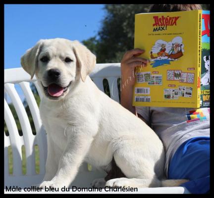 Du Domaine Charlsien, levage de Labrador Retriever