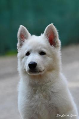 Du Lac De Garm, levage de Berger Blanc Suisse