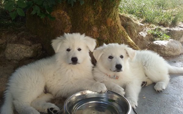 Des Chemins Du Poitou, levage de Berger Blanc Suisse