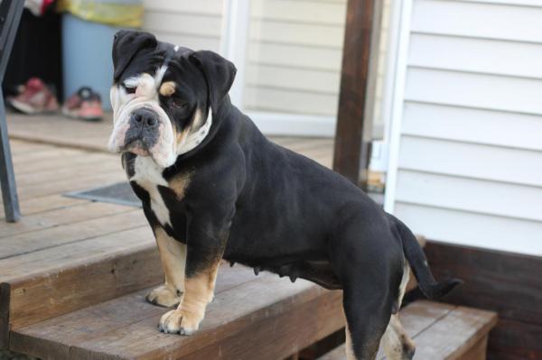 Del Sueno Latino, levage d'Olde English Bulldogge