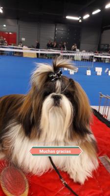 Du Puits D'eloquengo, levage de Shih Tzu