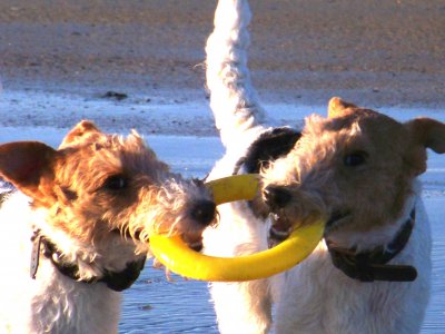 2 Mini Bouillotte Fox Terrier marron pour réchauffer les mains