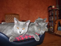 Les Chartreux Des Accins De Bourg