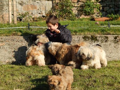 Des Gardiens Des Rves Sous Dun, levage de Lhassa Apso