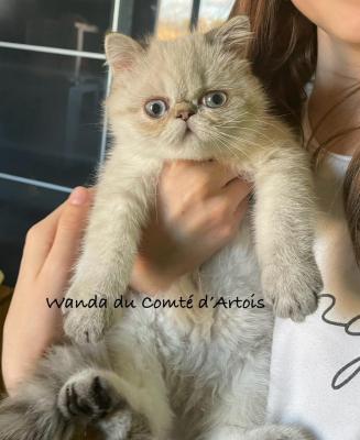 Du Comt D'artois, levage d'Exotic Shorthair