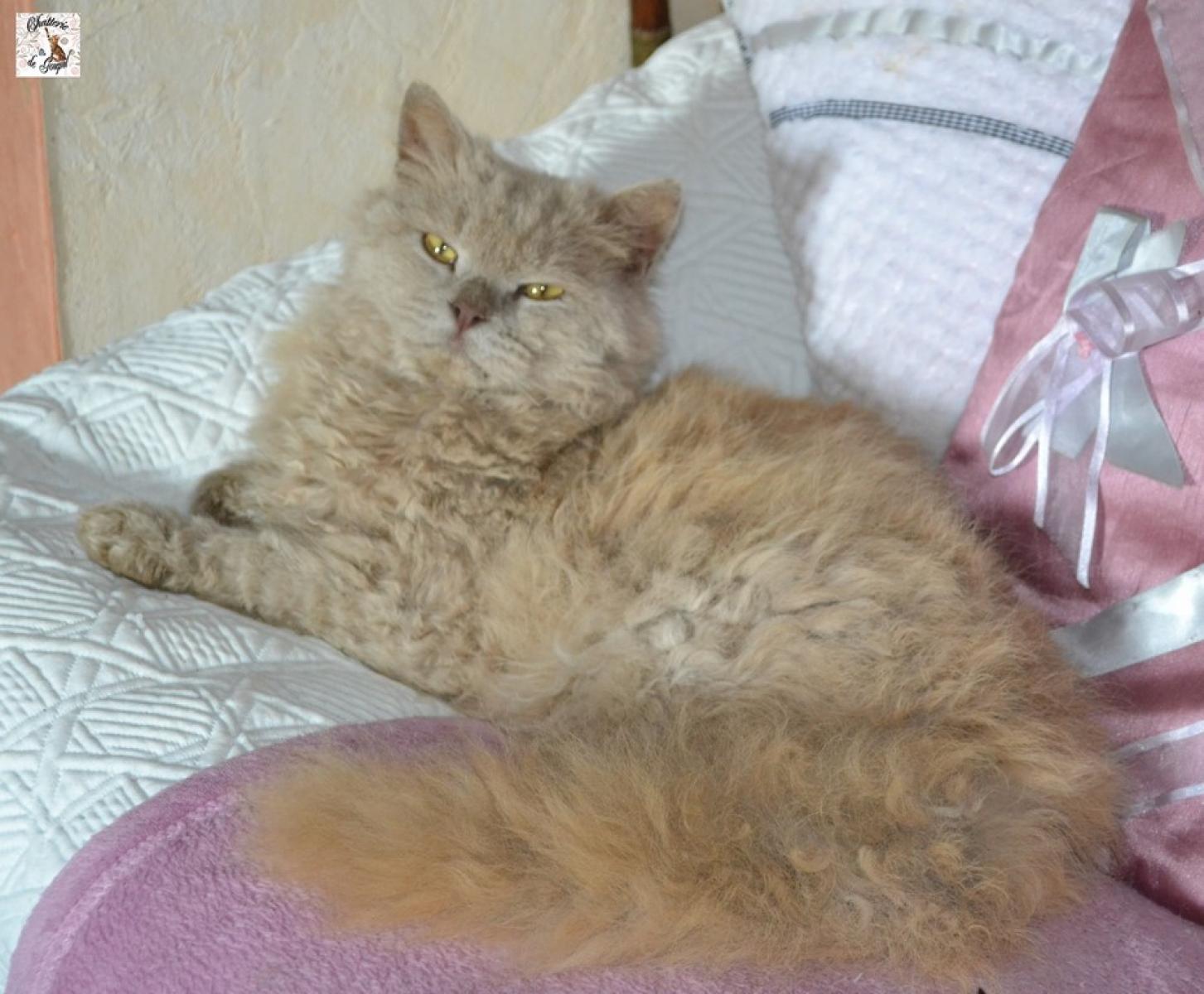 De Goupil Eleveur De Selkirk Rex Poil Long Situe A Mansigne Dans Le Departement 72 Sarthe En France