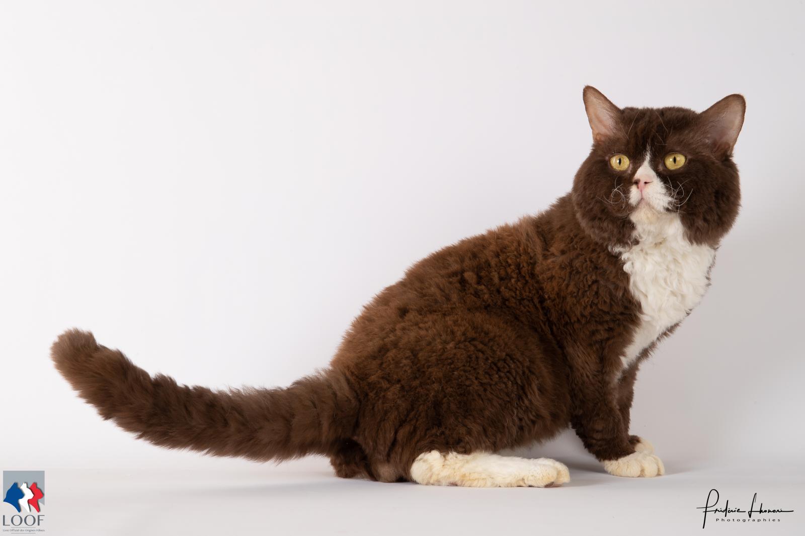 De Goupil Eleveur De Selkirk Rex Poil Court Situe A Mansigne Dans Le Departement 72 Sarthe En France